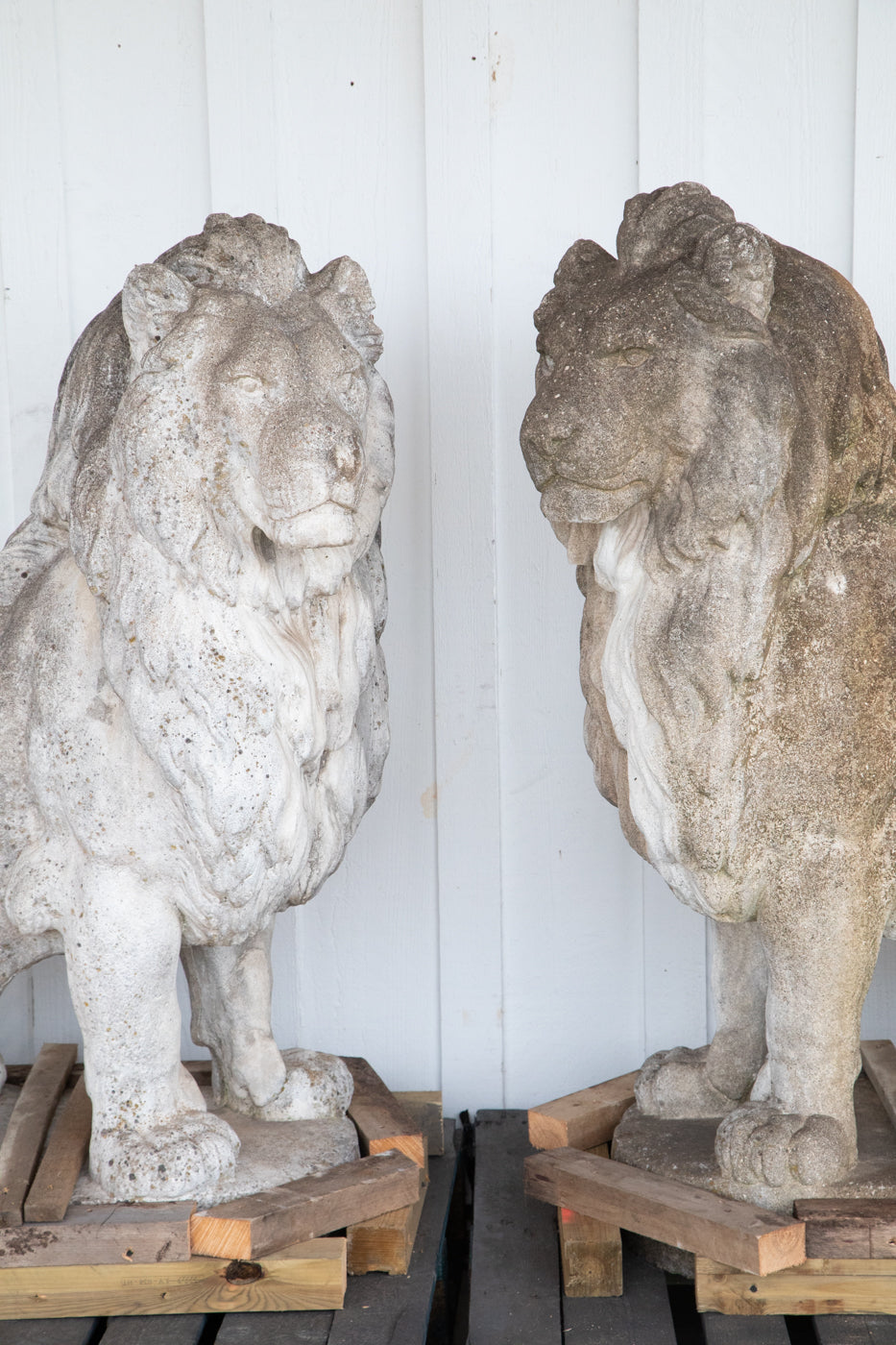 Exquisite 53” Tall Concrete Lions - A Pair