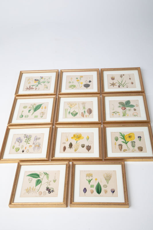 Hand Colored Engraving Set of 11