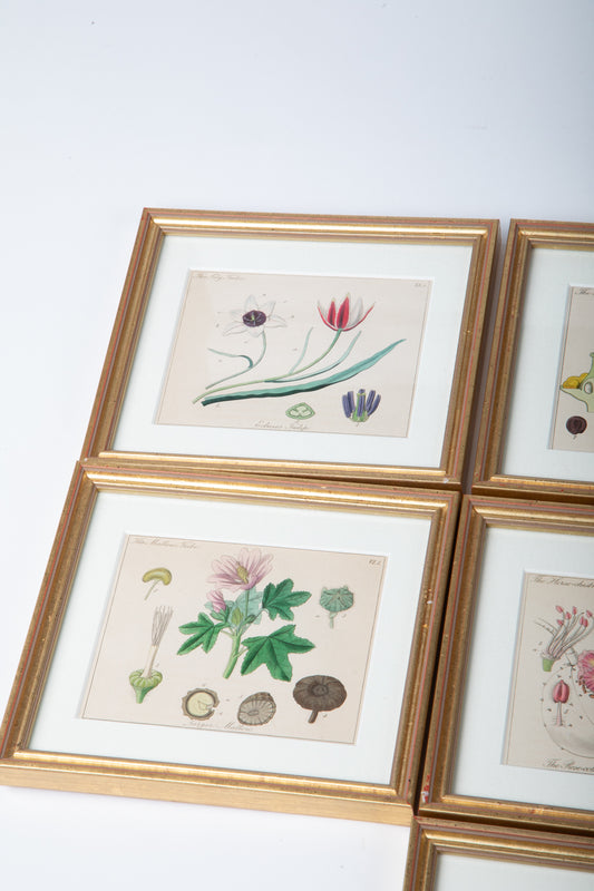 Hand Colored Engravings Set of 7
